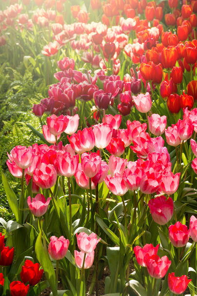 Coloful tulip flower in the garden - 写真・画像