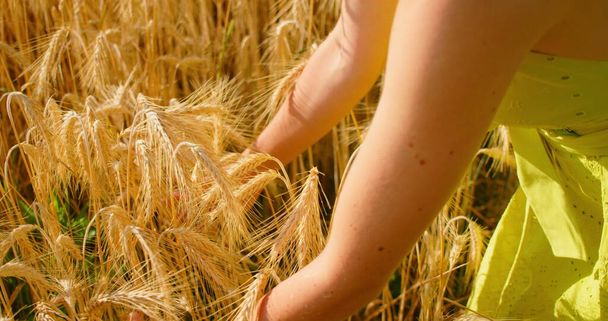 Meager harvest. Hunger world wide problem. Close up of woman hands check wheat ears. Field with ripe golden wheat at sunset, food crisis and malnutrition concept, growing grain. Starvation. Depletion. - Photo, Image