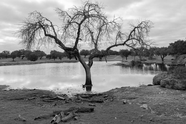 Trockener Baum in einer Lagune. - Foto, Bild