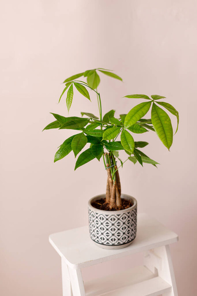 A Money Tree plant Pachira Aquatica. Green pachira aquatica leaves on beige background. - Photo, Image