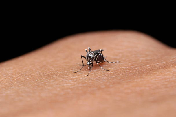 Dişi bir dang sivrisineği (Aedes aegypti) ısırır. - Fotoğraf, Görsel