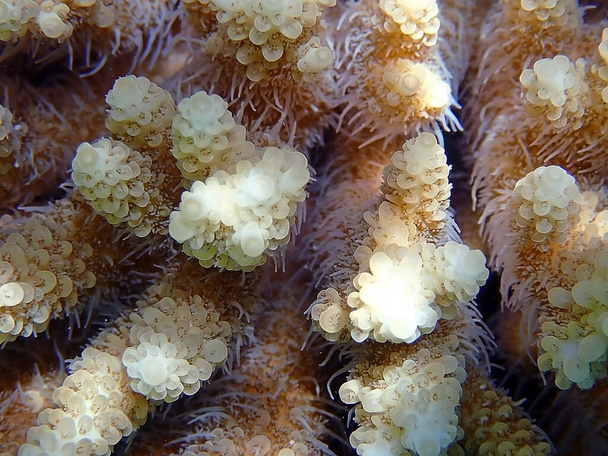 Akropora SPS mercan kolonisindeki sualtı görüntüleri denize doğru ilerliyor. - Fotoğraf, Görsel