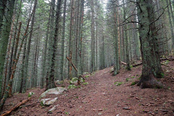 Path in spruce forest - Zdjęcie, obraz