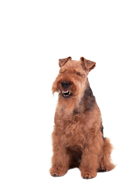 Welsh Terrier on a white background - Photo, Image