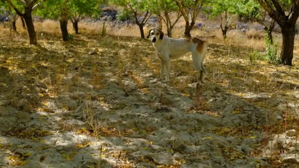 schattige hond kwispelende staart staan in het midden van amandel boomgaard, gelukkige honden kwispelstaart, verdwaalde dieren zijn geliefd en beschermd - Video