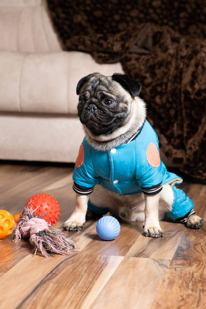 Um pug engraçado senta-se perto de seus brinquedos. Brinquedos e roupas para cães, pet shop - Foto, Imagem