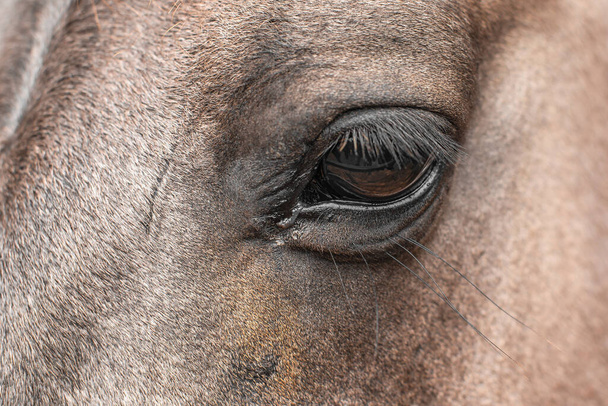 Fechar a cabeça do cavalo com olho detalhado e pestanas longas - Foto, Imagem