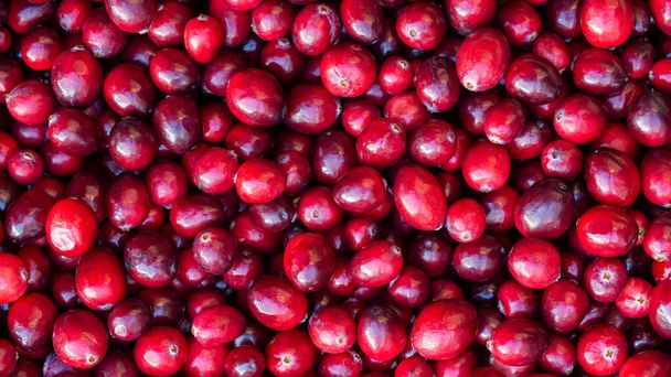 Panoramic shot of a large-fruited cranberries for background, cover, or banner - Photo, Image