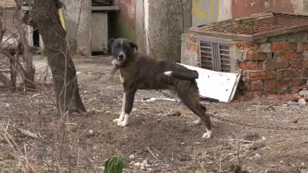 Tied on a chain near the house, the dog waves its tail, looks around and barks. Guard dog, guard dog. Animal welfare concept - Footage, Video