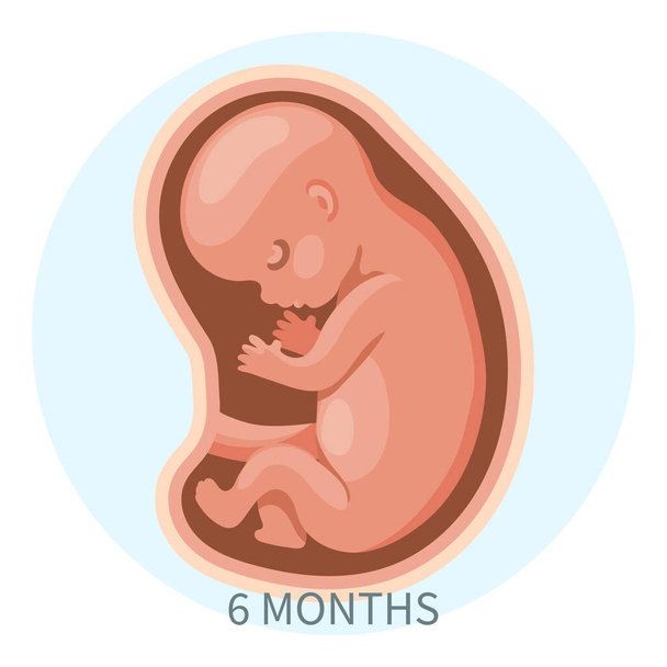 Embrión en el útero, sexto mes. Desarrollo y crecimiento del feto durante el embarazo, etapa mensual. Ilustración, vector. - Vector, Imagen