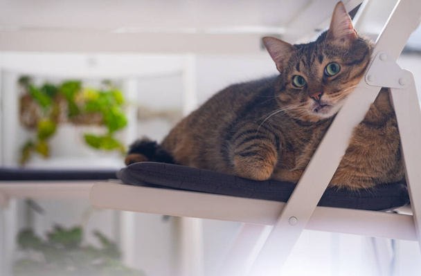 Szary kot leży pod stołem na krześle w spokoju. Koncepcja komfortu. Życie domowe ze zwierzakiem - Zdjęcie, obraz