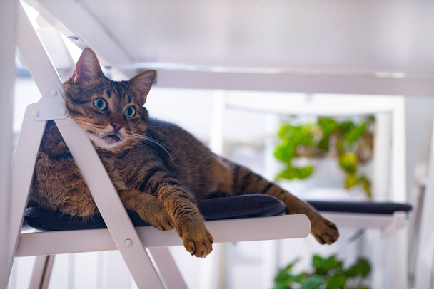 Lustige graue Katze, die friedlich unter einem Tisch auf einem Stuhl liegt. Das Konzept des Komforts. Hausleben mit einem Haustier - Foto, Bild