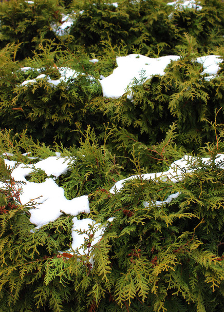 Thuja θάμνους στολισμένα με τη μορφή σκαλοπατιών που καλύπτονται με φωτογραφία απόθεμα χιονιού για κάθετη φόντο - Φωτογραφία, εικόνα