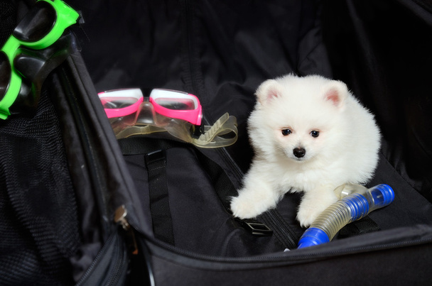 Померанский щенок лежит в чемодане
 - Фото, изображение
