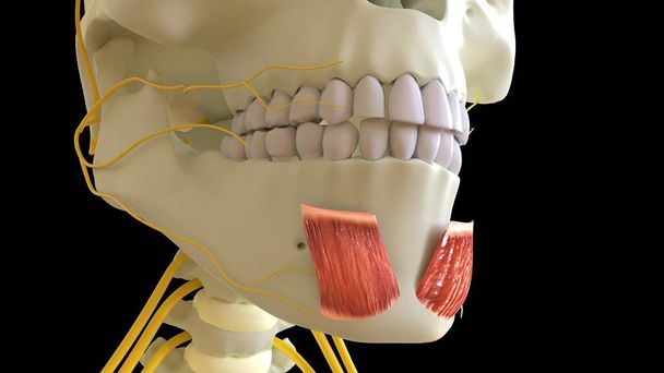 医療概念のためのメンタリス筋解剖学3Dイラスト - 写真・画像