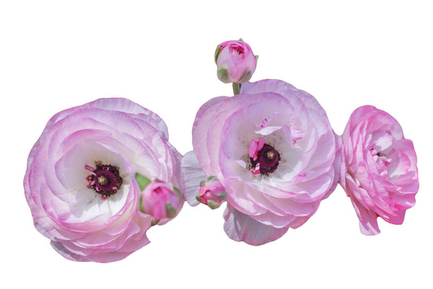 Bloeiende lentebloemen voor tuinieren concept - Foto, afbeelding