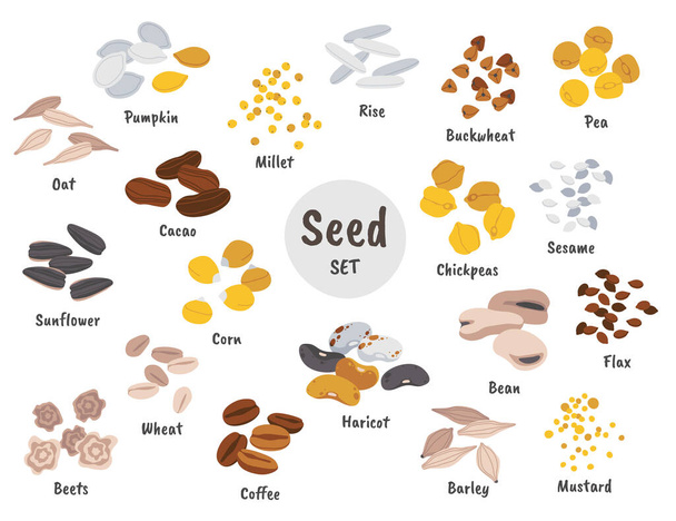 Semena a zrna ploché ikony nastavit. Pěstovaná plodina používaná jako potrava. Surový ječmen, oves, pšenice, cizrna, fazole, kukuřice, řepa, hrách, haricot, sezam. Zemědělství. Izolované barevné ilustrace - Vektor, obrázek