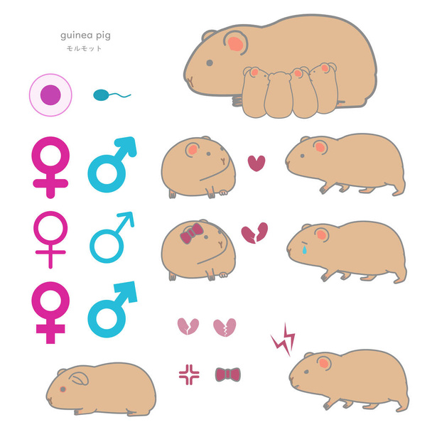 Guinea pig vector illustration set (breeding, courting, broken heart, aggressive) - Vector, Image