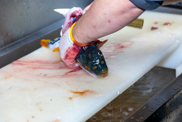 Японський шеф - кухар обробляє рибу, готуючи сашімі.. - Фото, зображення