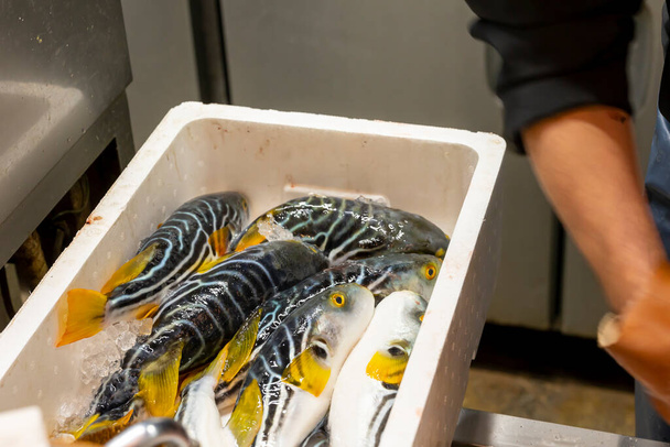 日本料理人が刺身を作るために魚を加工する. - 写真・画像