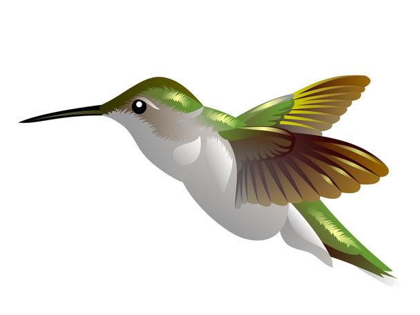 létající kolibříkovi - Vektor, obrázek