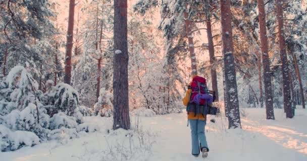 Karla kaplı bir ormanda yürüyen bir kadın turistin videosu. Kış yürüyüşü. Arkadan bak. 4k ağır çekim. - Video, Çekim