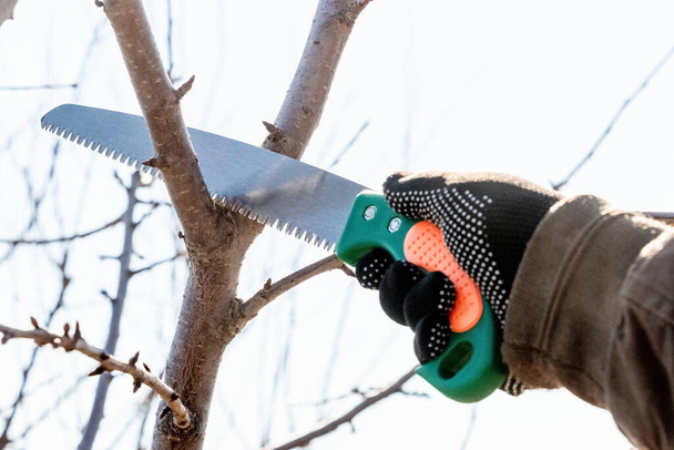 Un jardinier coupe des branches supplémentaires sur un arbre avec une scie - Photo, image