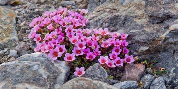 Purplesaxifrage, Saxifraga oppositifolia, Petuniabukta, Billefjord, Arktyka, Spitsbergen, Svalbard, Norwegia, Europa - Zdjęcie, obraz
