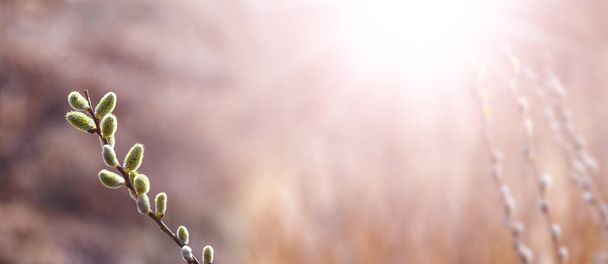 Wiosenne tło wielkanocne z gałązką wierzby z kolczykami w słońcu - Zdjęcie, obraz
