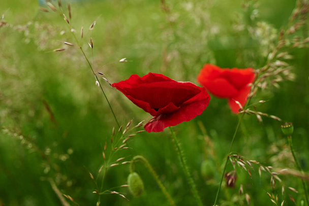 Poppies blooming in the countryside. Poppies blooming in the countryside - Denmark - Photo, Image