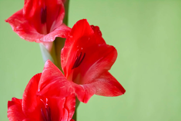 Gladiolus piękny kwiat w pokoju wnętrza. - Zdjęcie, obraz