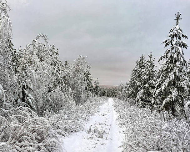 Droga leśna w północnej Szwecji, całkowicie pokryta śniegiem i porośnięta. - Zdjęcie, obraz