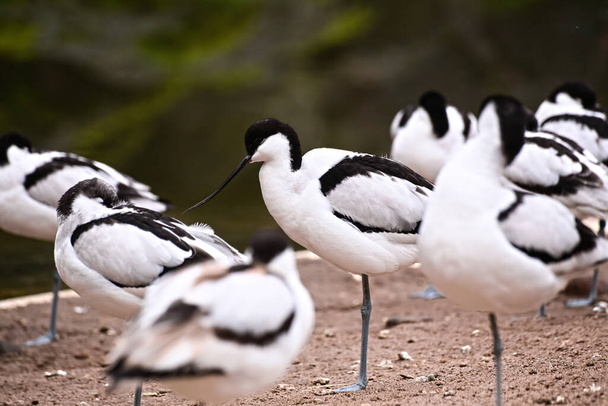Flock of pied avocets (Recurvirostra avosetta) standing one legged. - Photo, Image