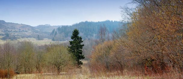 Early springtime. A photo of forest beauty in early springtime - Fotoğraf, Görsel