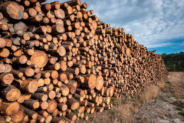 Κορμοί πεύκων στοιβαγμένοι για τη βιομηχανία ξυλείας - Φωτογραφία, εικόνα