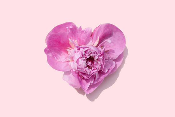 fényes rózsaszín bazsarózsa virág szív alakú korall rózsaszín háttér a nyári vagy Valentin-napi projekt - Fotó, kép