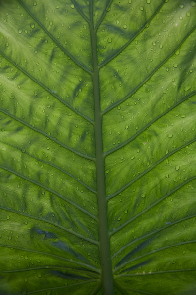 листок зеленій
 - Фото, зображення