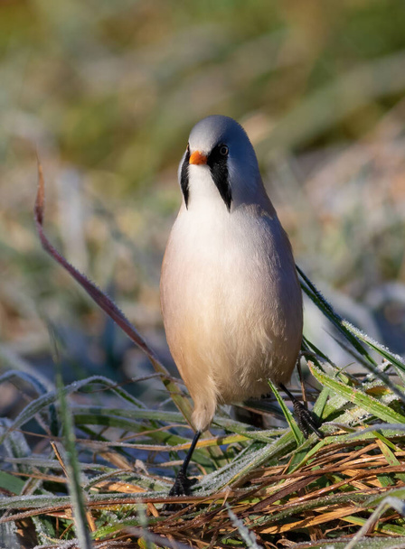 Bearded reedling, Panurus biarmicus. A bird sits on the grass covered in frost - Foto, immagini