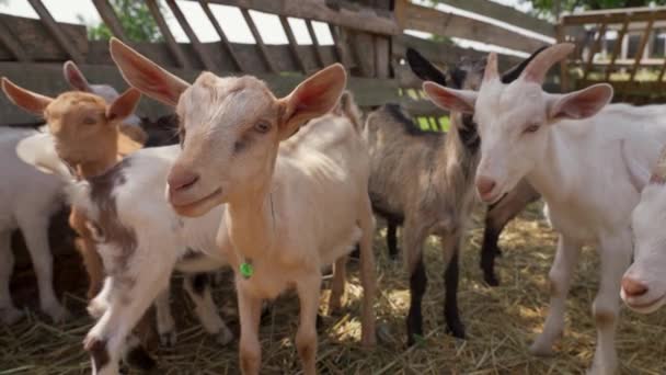 Goatings de bebê levantando na fazenda. Agricultura e ecologia. - Filmagem, Vídeo