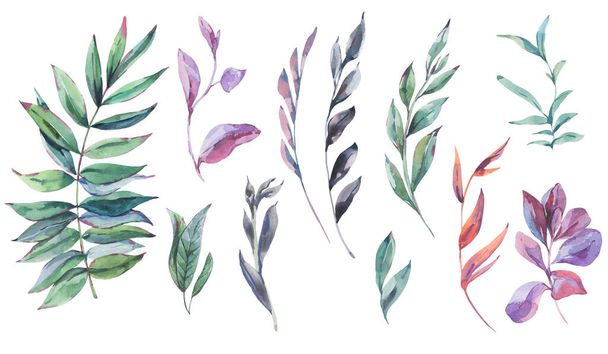 水彩ヴィンテージ熱帯の葉自然コレクション、白い上に隔離された植物の花セット - 写真・画像