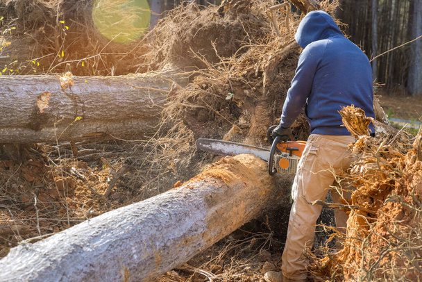 Käyttämällä sahaus moottorisaha palvelutyöntekijä kaataa puita osaksi metsien tuhoutuminen ekologinen katastrofi. - Valokuva, kuva