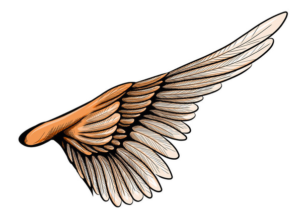 illustratie van een vogelvleugel - Vector, afbeelding