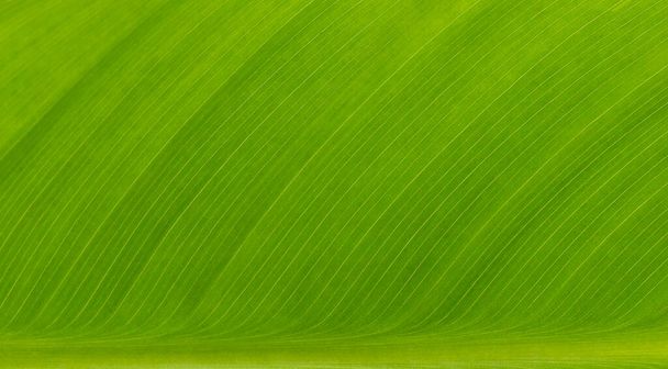 Macro green leaf nature background. Pattern, wallpaper. Background for invitation card, calendar, postcard, gift paper. Banner cover mockup, for your design horizontal - Photo, Image