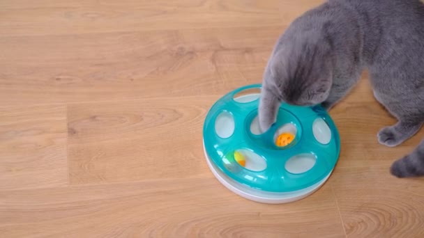 A beautiful gray cat is playing with a ball while sitting on the floor at home. Young playful kitten. Pets are resting - Materiał filmowy, wideo