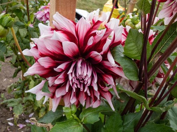 Dahlia 'Bert pitt' fioritura con fiori bicolore rosso e bianco in giardino all'inizio dell'autunno - Foto, immagini