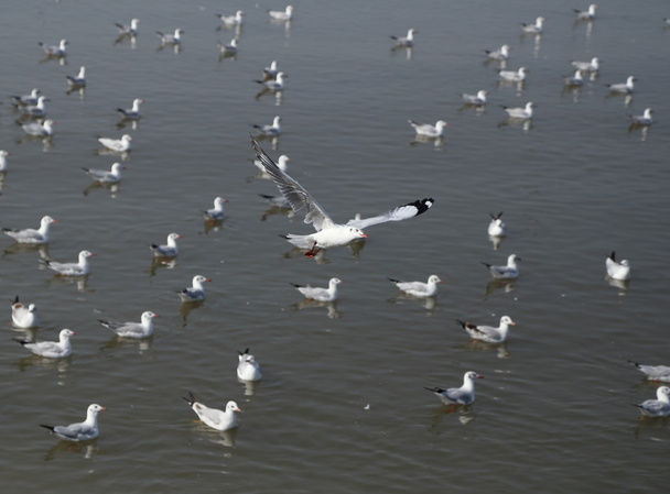 Seagull flying  - Photo, image