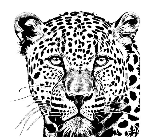 Leopárd portré leopárd fej vázlat kézzel rajzolt gravírozás stílus Vadon élő állatok Vektor illusztráció - Vektor, kép