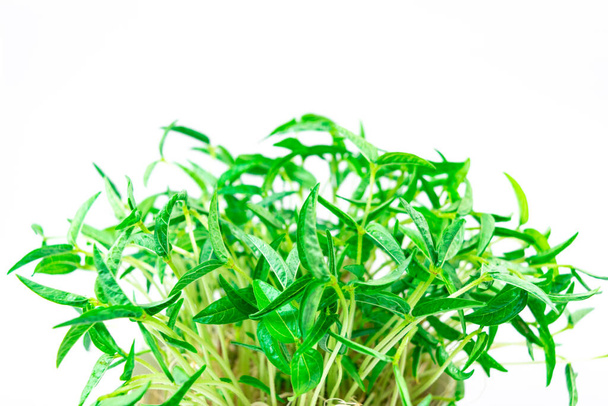 Молодые побеги фасоли (Vigna radiata) микрозеленые. Белый фон. Закрывай. Концепция питания, вегетарианство, веганство, здоровые продукты и правильное питание. Копирование пространства. - Фото, изображение