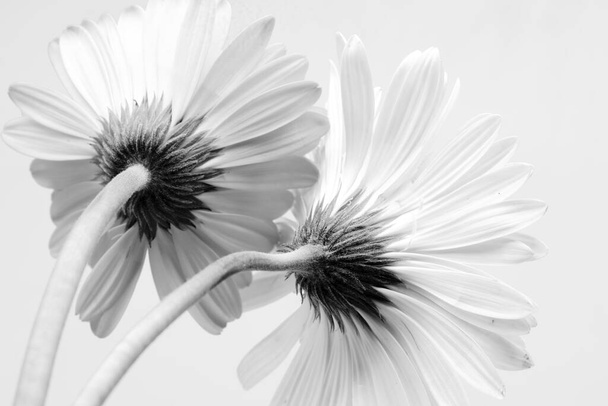 白地に咲くゲルベラの花のモノクローム画像とコピースペース - 写真・画像