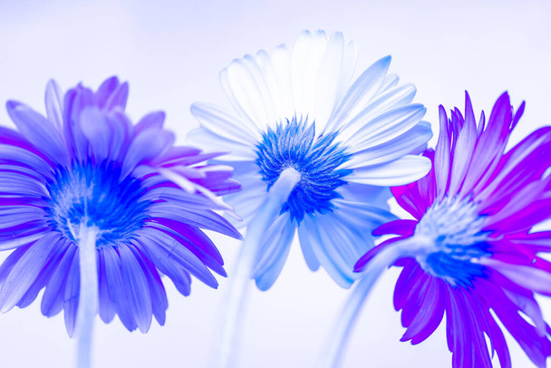  Gerbera flowers blooming   with white background and copy space - Fotó, kép